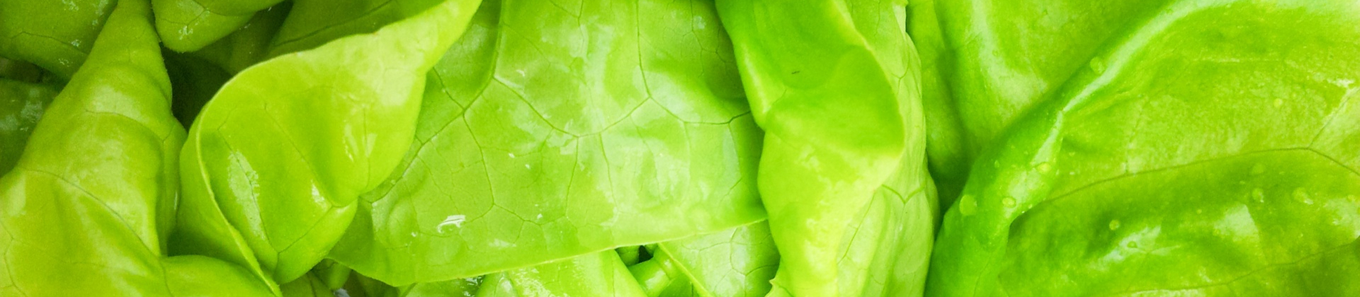 green-salad-plant-detail-14470677073pF-resized.jpg