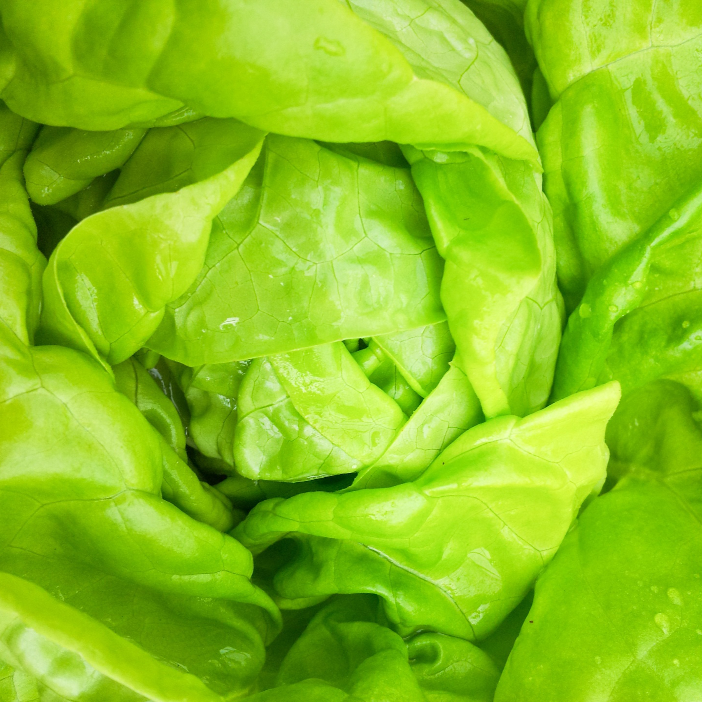 green-salad-plant-detail-14470677073pF-resized.jpg
