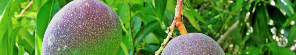 handles-tropical-fruit-green-plant-wallpaper-preview-resized.jpg
