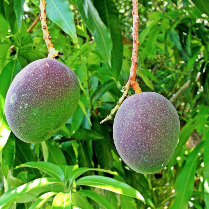handles-tropical-fruit-green-plant-wallpaper-preview-resized.jpg