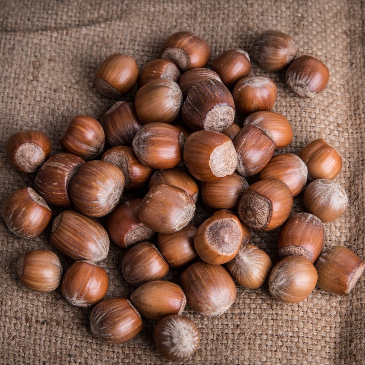 hazelnut-1462449161vM8-resized.jpg