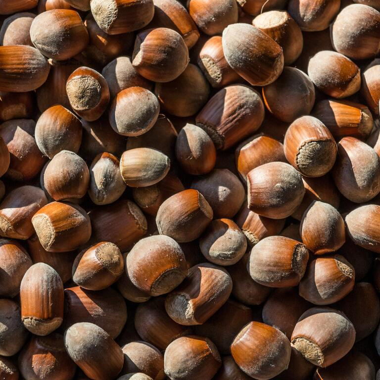 hazelnut-nuts-seeds-wood-nut-attalea-speciosa-chestnut-1491985-pxhere.com-resized.jpg