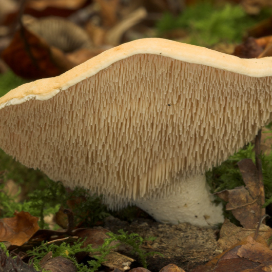 Hedgehog_fungi-resized.jpg