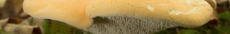 Hedgehog_fungi2-resized.jpg