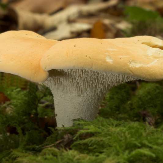 Hedgehog_fungi2-resized.jpg