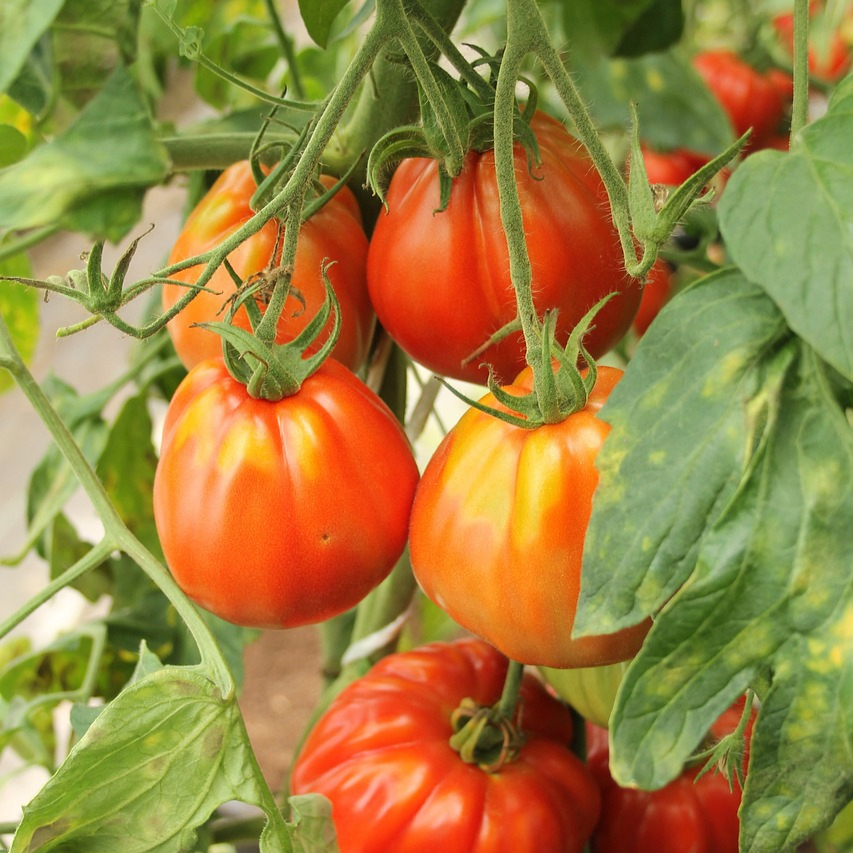 icicle-tomato-4062521_1280-resized.jpg