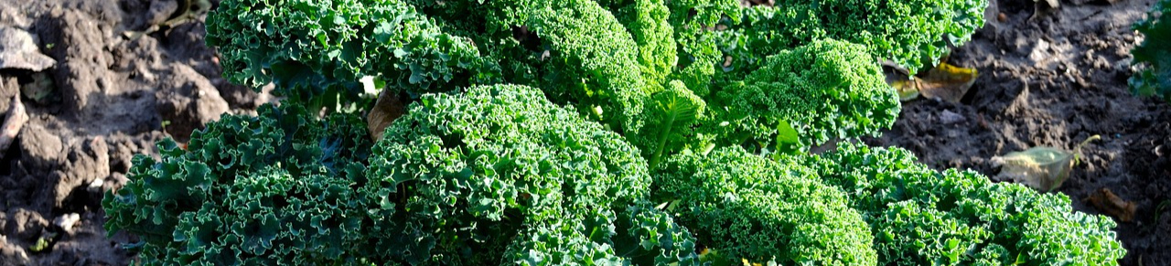 kale-2861534_1280-resized.jpg