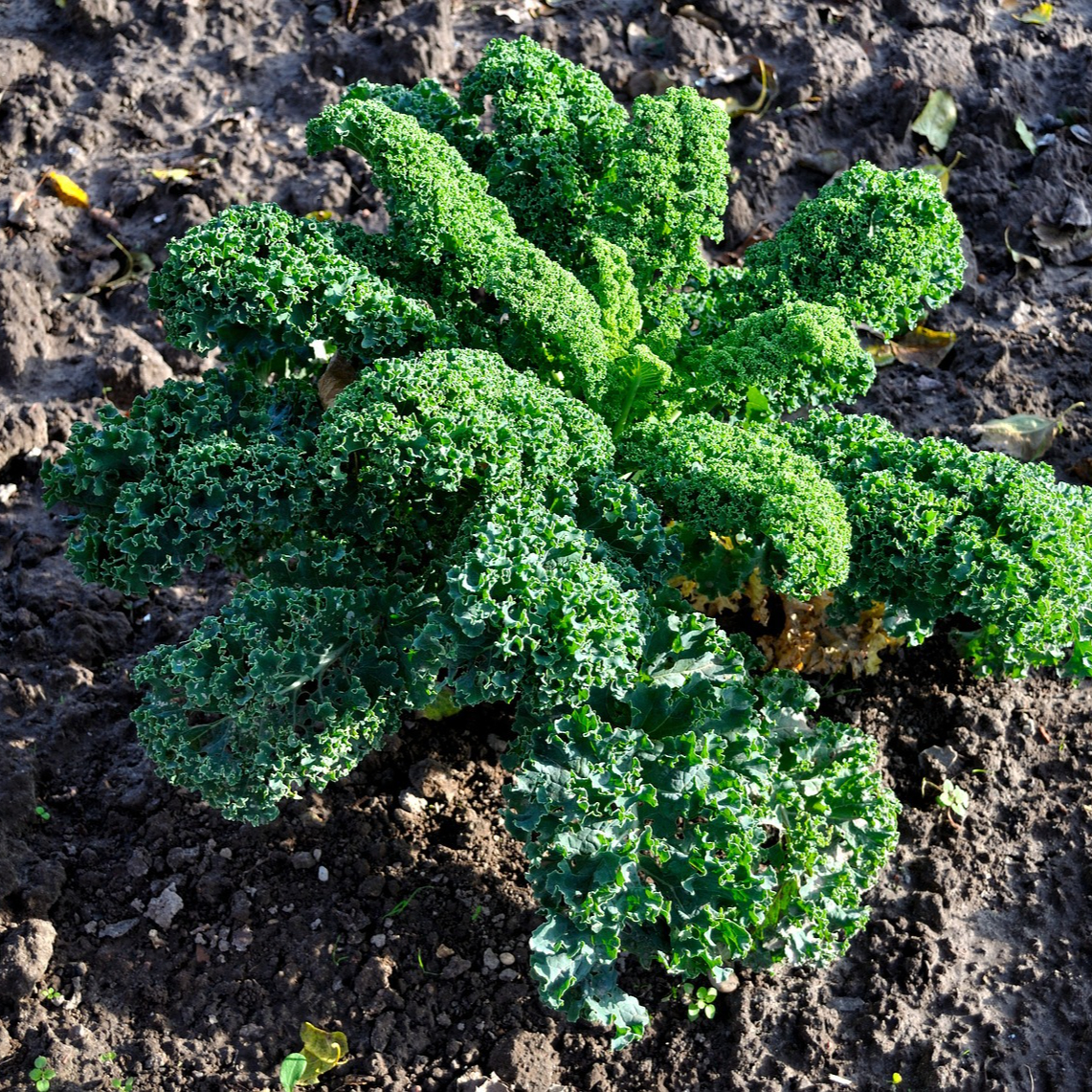 kale-2861534_1280-resized.jpg