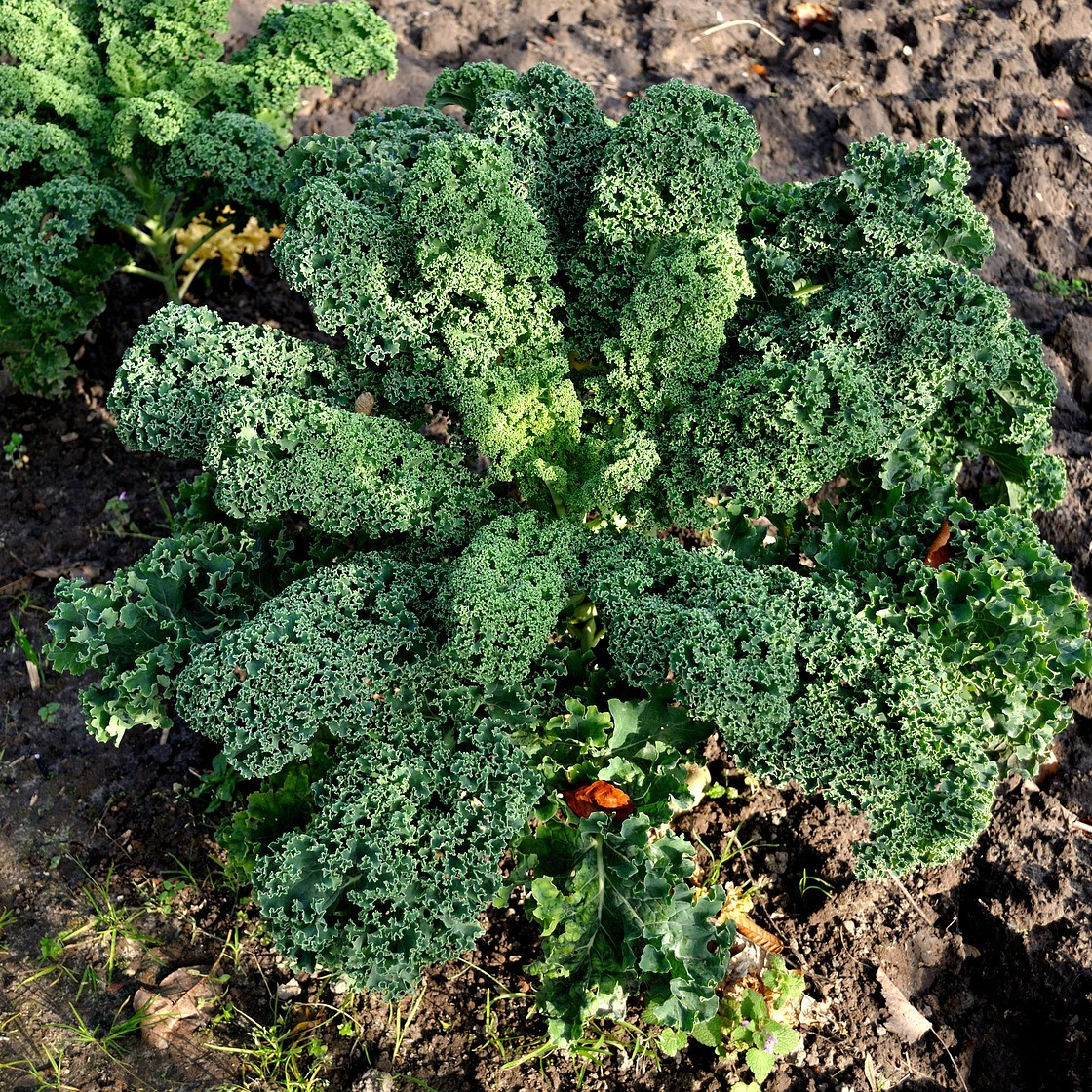 kale-2861542_1280-resized.jpg