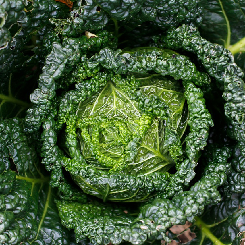 kale-2876883_1280-resized.jpg