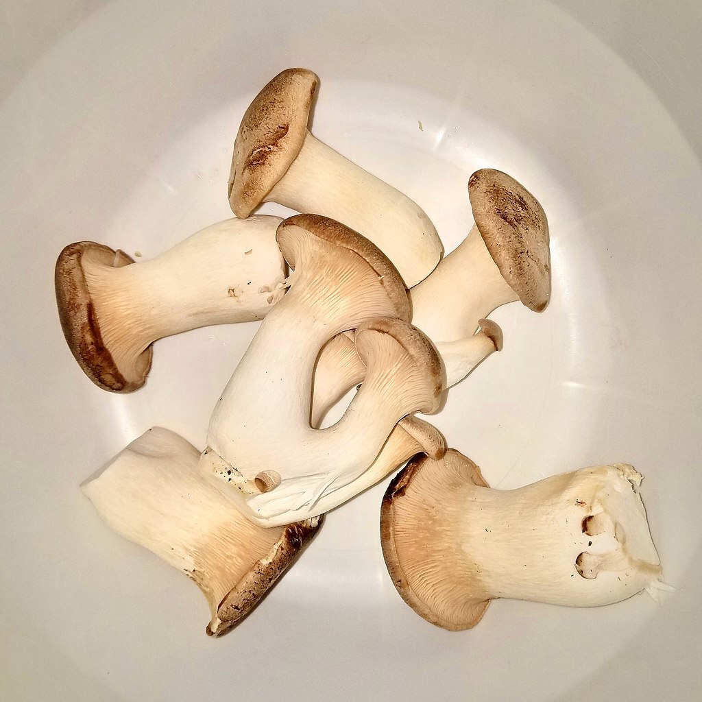 King_trumpet_mushrooms_-_Massachusetts-resized.jpg