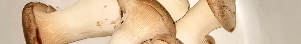King_trumpet_mushrooms_-_Massachusetts-resized.jpg