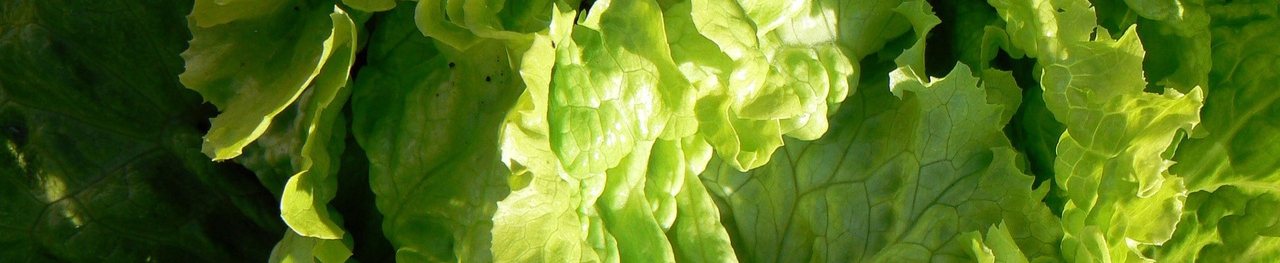leaf-flower-food-salad-green-produce-1037419-pxhere.com-resized.jpg