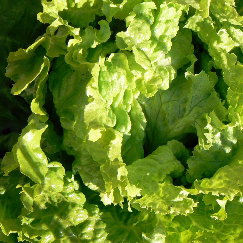 leaf-flower-food-salad-green-produce-1037419-pxhere.com-resized.jpg