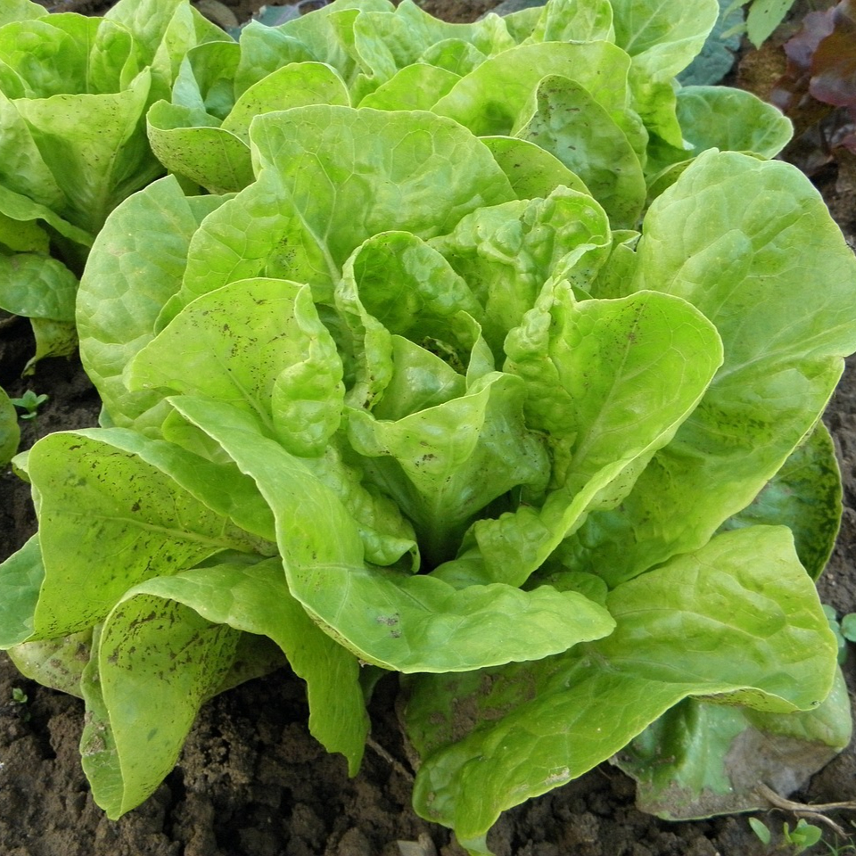 lettuce-176840_1280-resized.jpg