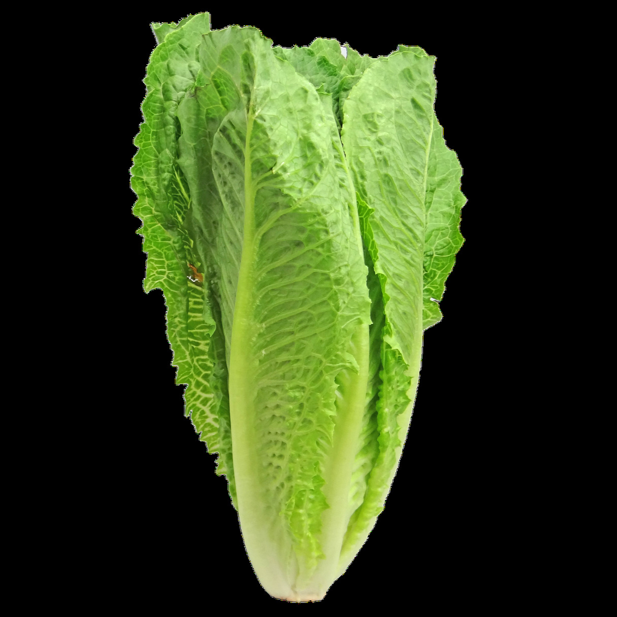 lettuce-2468495_1280-resized.jpg
