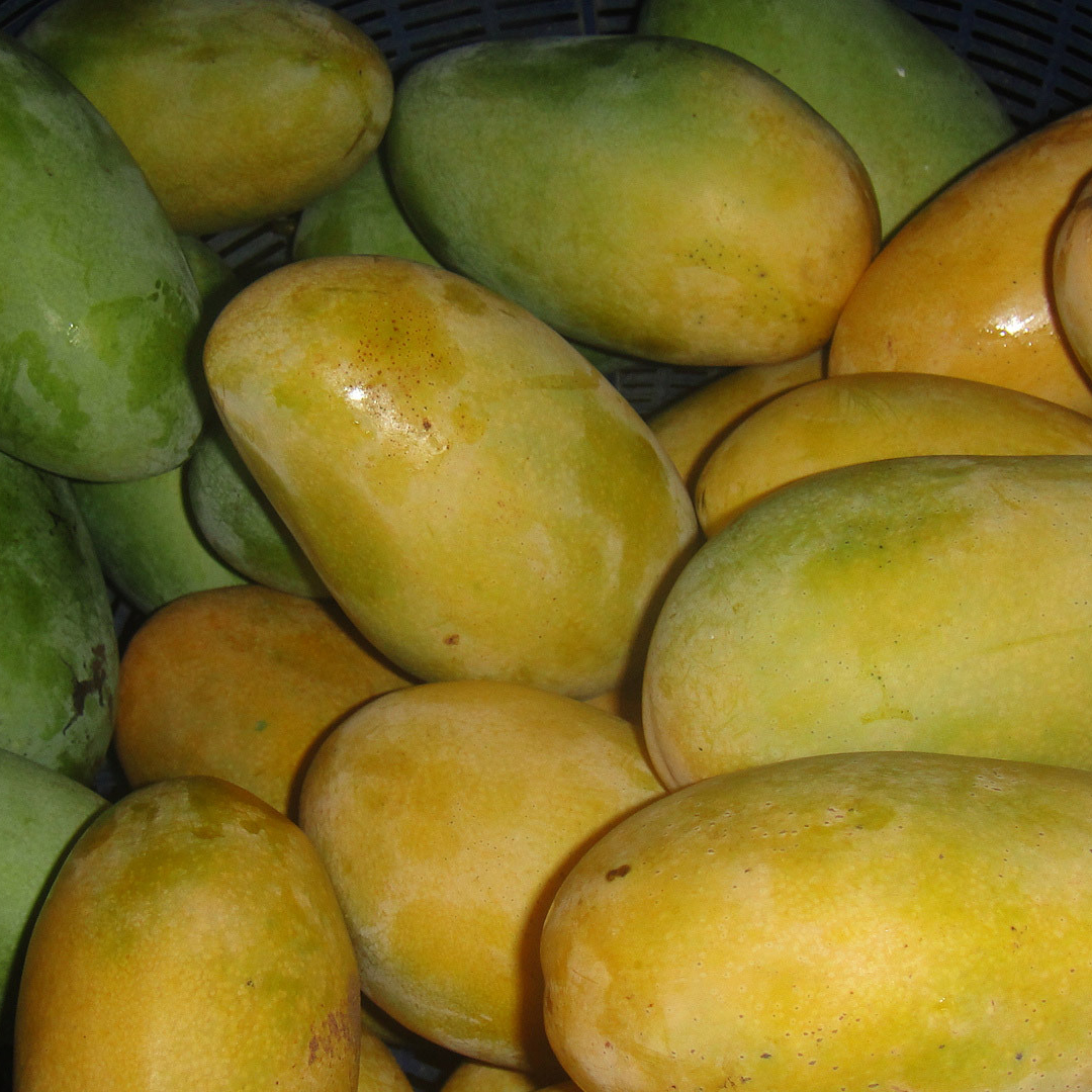mango-13529469864mt-resized.jpg