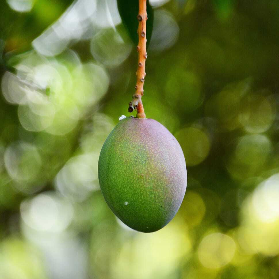 mango-fruit-vegetable-food-tropical-wallpaper-preview-resized.jpg