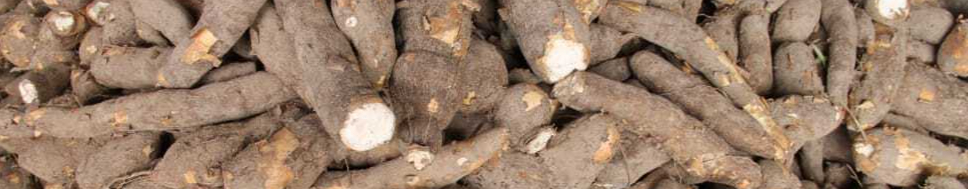 manioc-flour-sergipe-lizard-wallpaper-preview-resized.jpg
