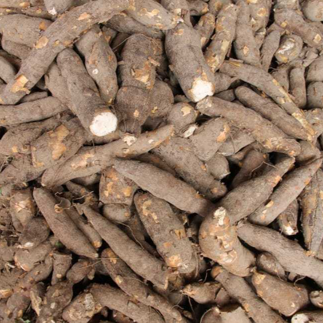 manioc-flour-sergipe-lizard-wallpaper-preview-resized.jpg