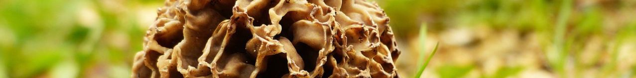 morel-1336524_1280-resized.jpg