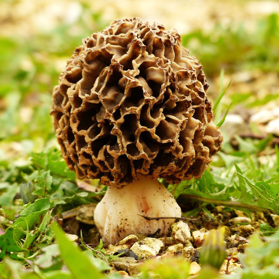 morel-1336524_1280-resized.jpg