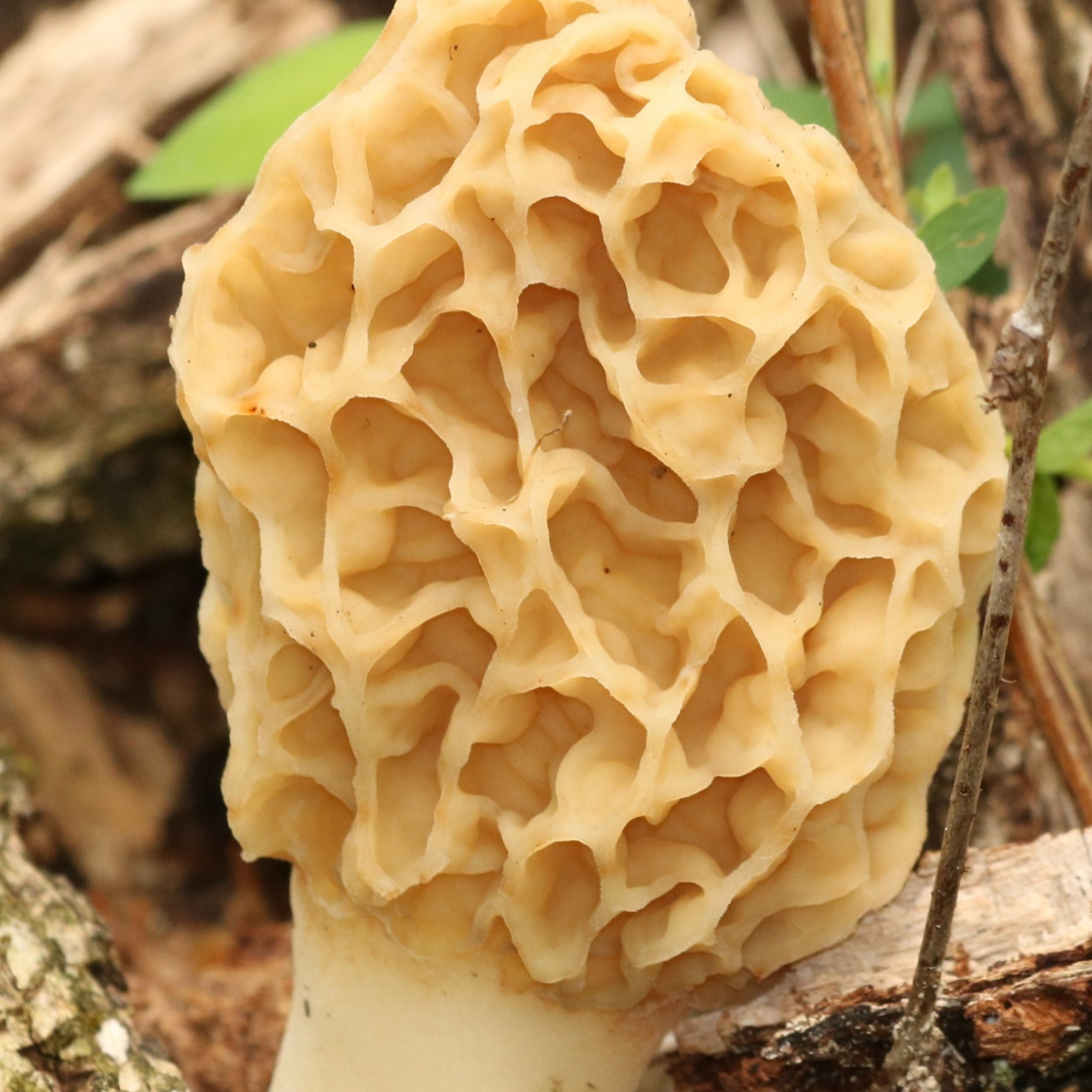 morel-mushroom-close-up-portrait-resized.jpg