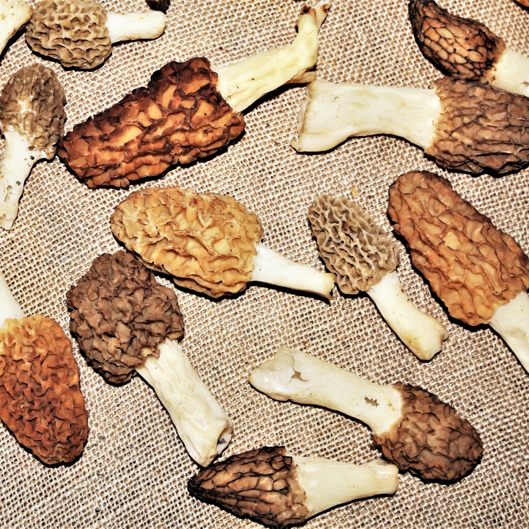 morel-mushrooms-on-burlap-resized.jpg