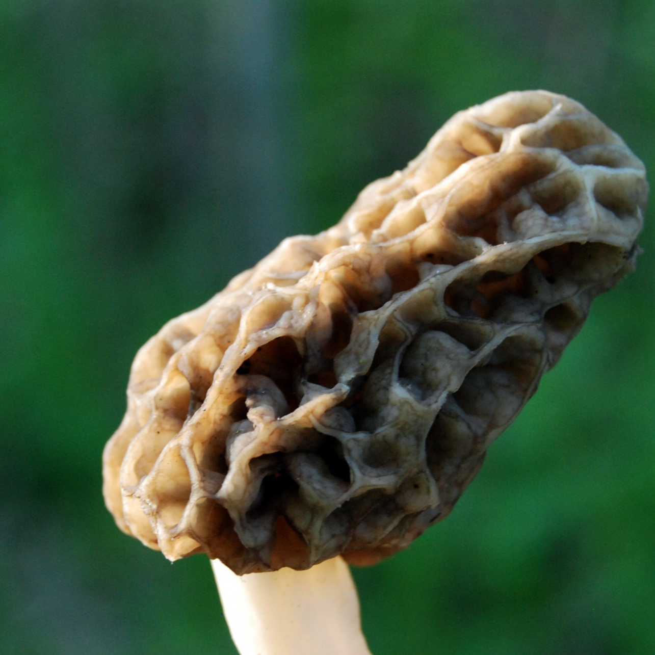 morel-resized.jpg