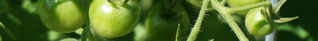 nature-plant-vine-fruit-flower-summer-597052-pxhere.com-resized.jpg