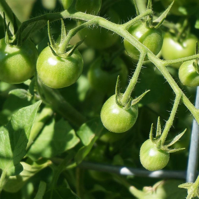 nature-plant-vine-fruit-flower-summer-597052-pxhere.com-resized.jpg