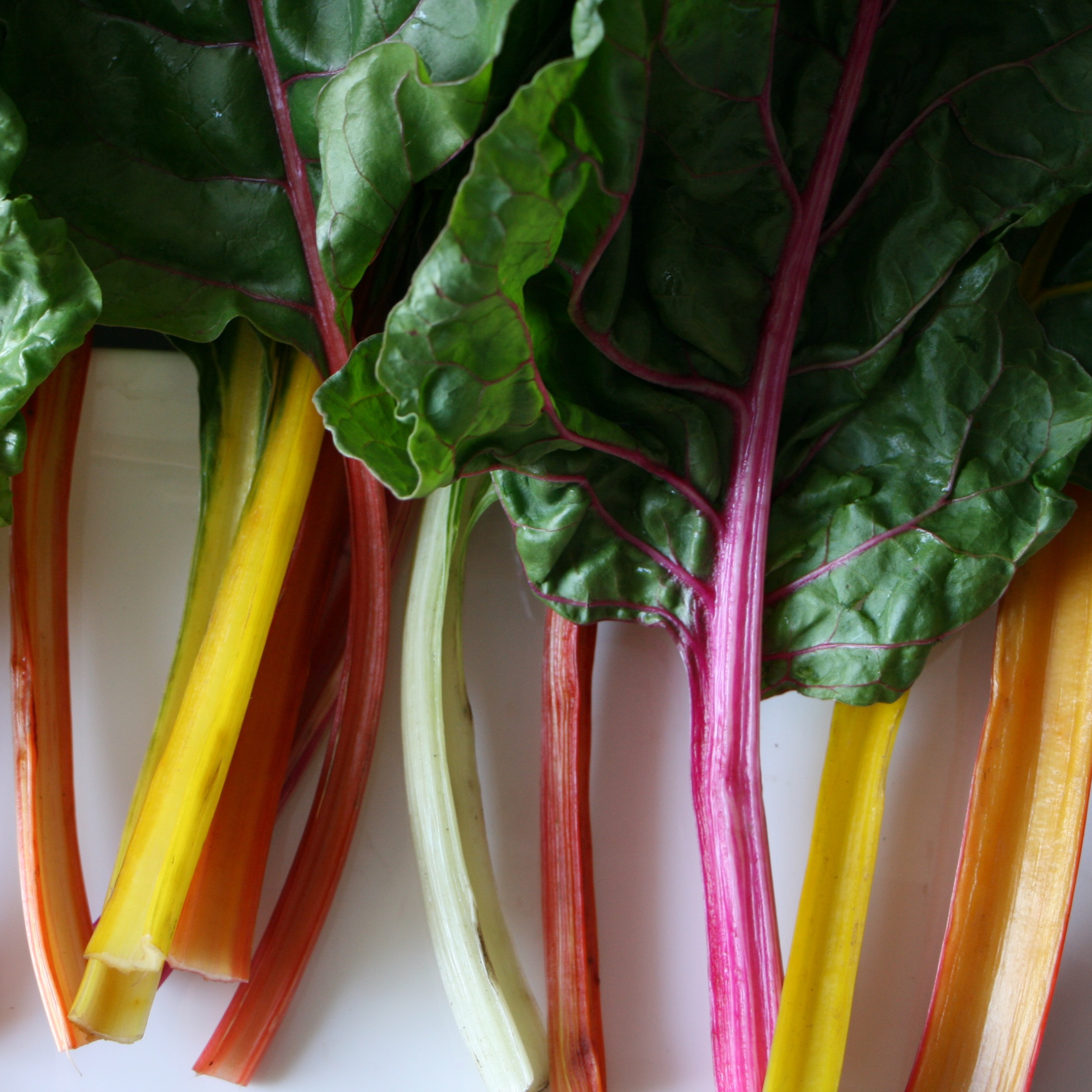 negative-space-swisschard-veggie-rainbow-resized.jpg