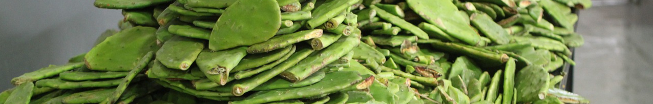 nopales-2223296_1280-resized.jpg