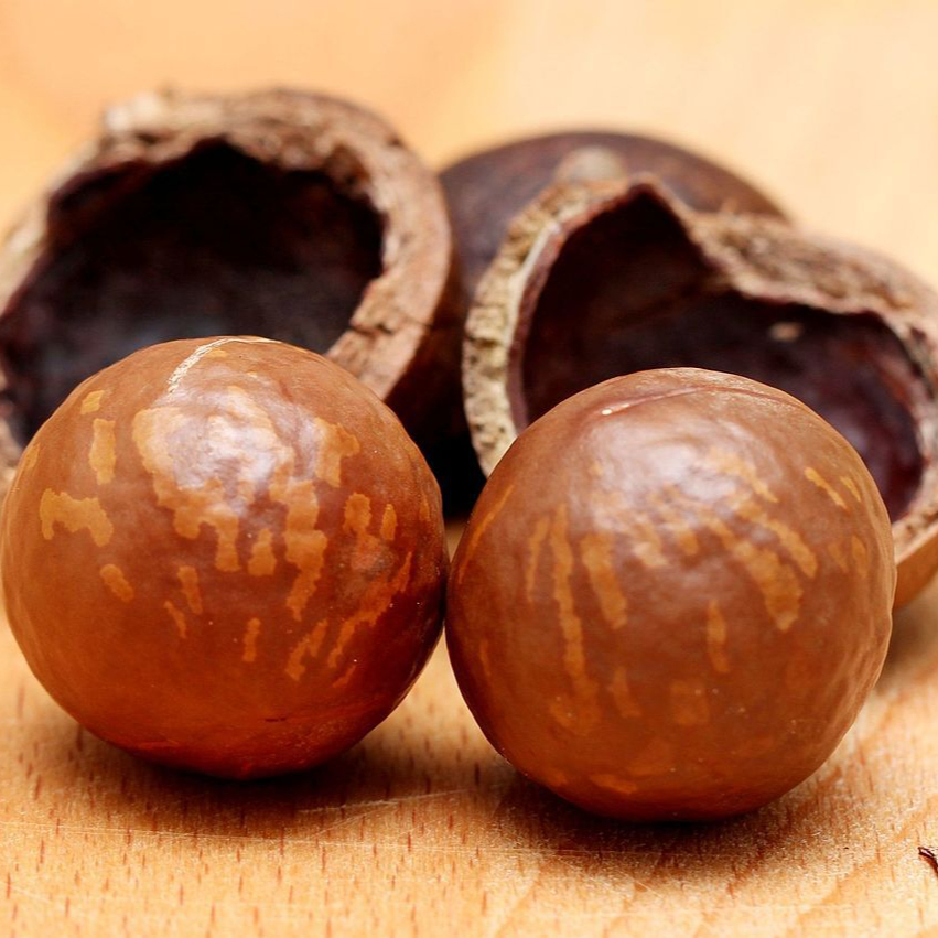 Nuts_of_Macadamia_1152861-resized.jpg
