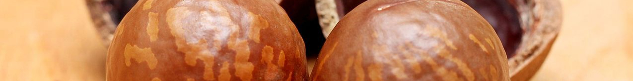 Nuts_of_Macadamia_1152861-resized.jpg