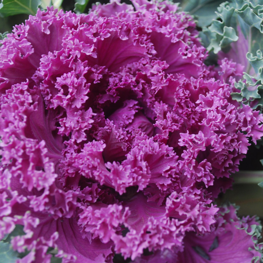 ornamental-cabbage-plant-2961292421436aN2-resized.jpg