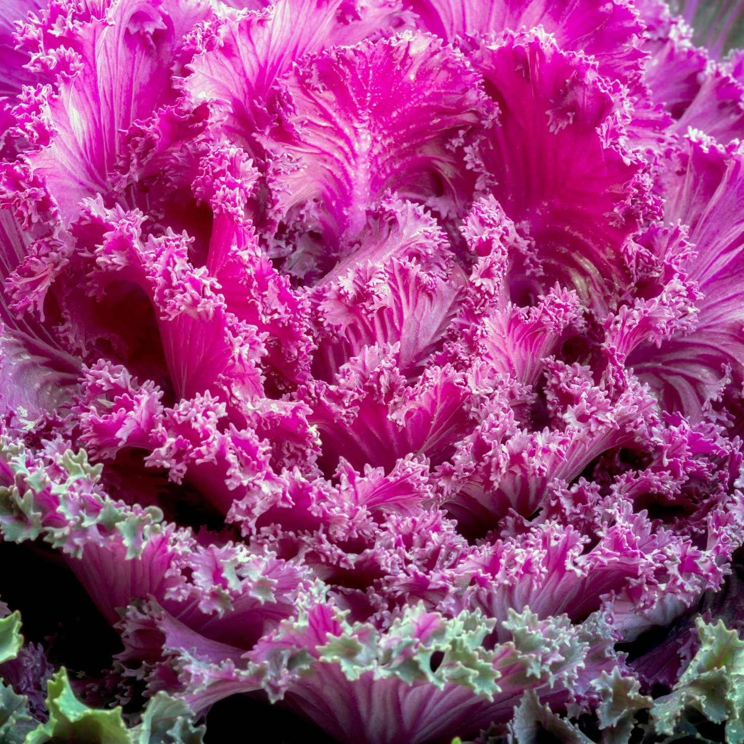 ornamental-kale-resized.jpg