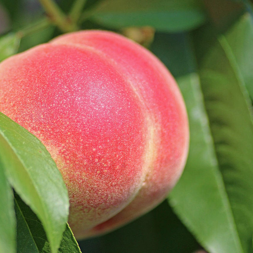peach-2721852_1280-resized.jpg