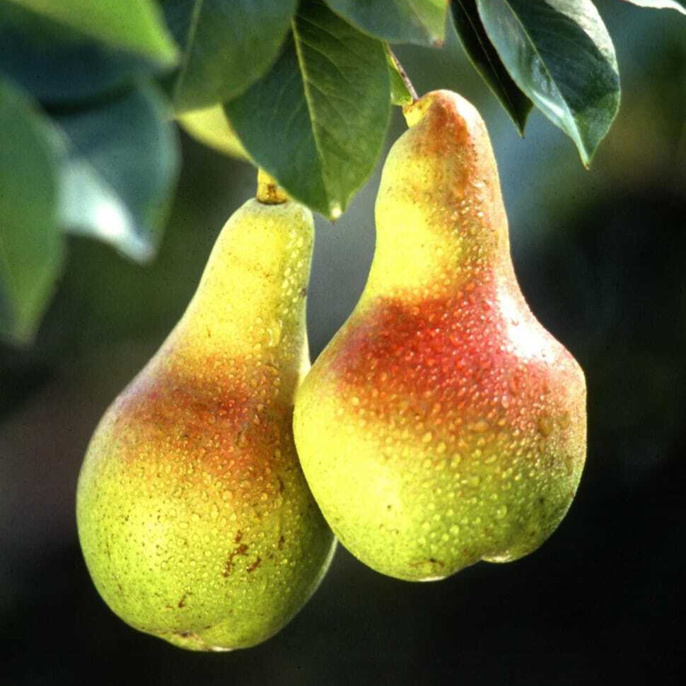 pears-fruits-red-trees-flora-plants-wallpaper-preview-resized.jpg