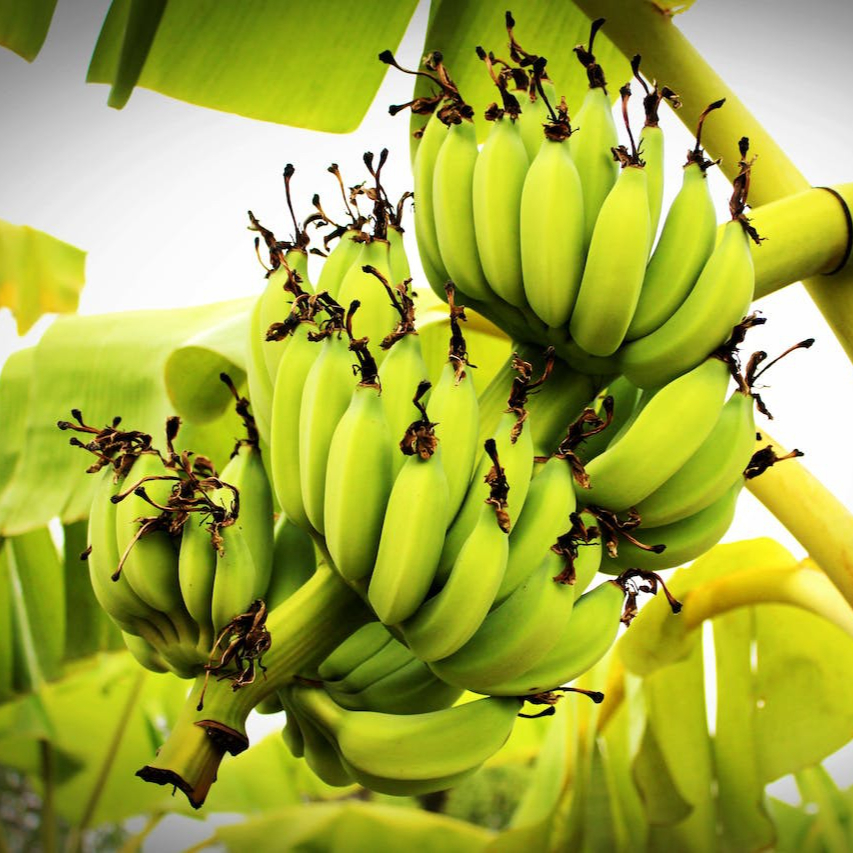 pexels-icon-com-214158-resized.jpg