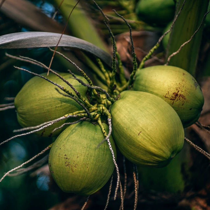 pexels-nipananlifestylecom-1424457-resized.jpg