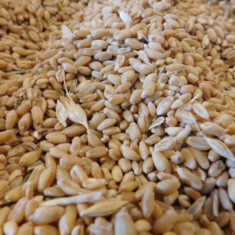 plant-barley-wheat-grain-seed-dish-636447-pxhere.com-resized.jpg