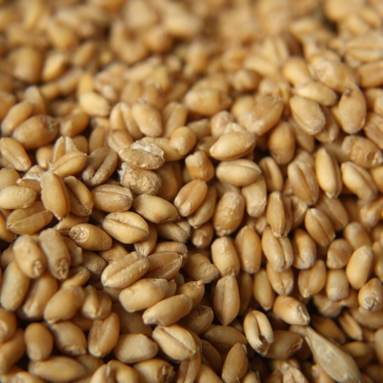 plant-barley-wheat-grain-seed-dry-1025912-pxhere.com-resized.jpg
