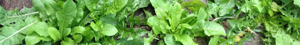 plant-dandelion-flower-summer-food-spring-687374-pxhere.com-resized.jpg