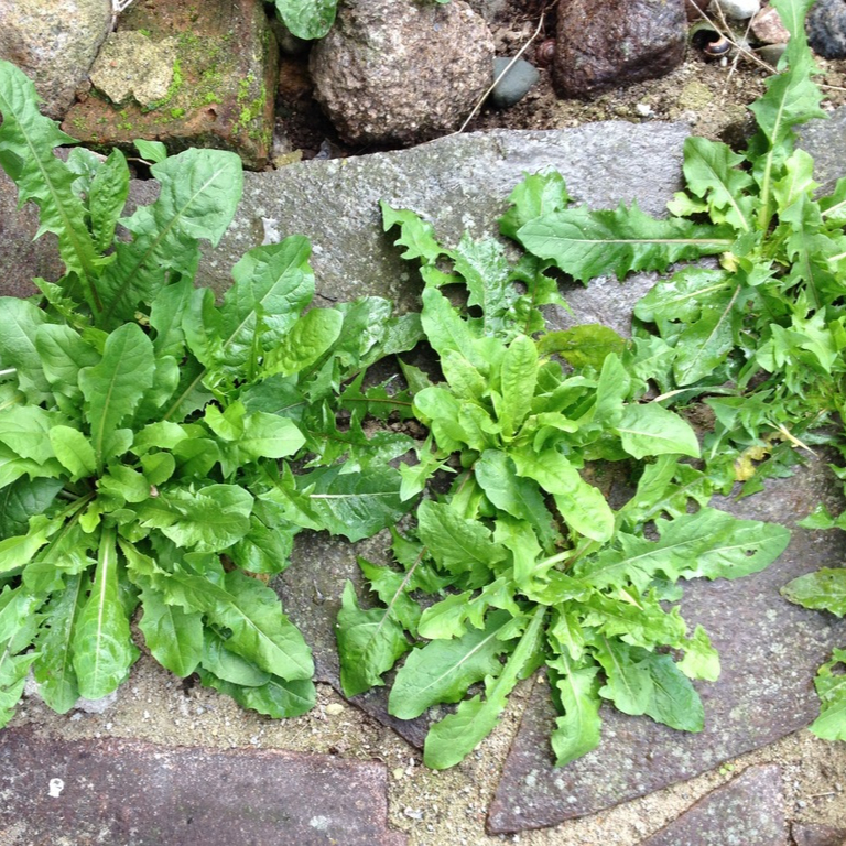 plant-dandelion-flower-summer-food-spring-687374-pxhere.com-resized.jpg