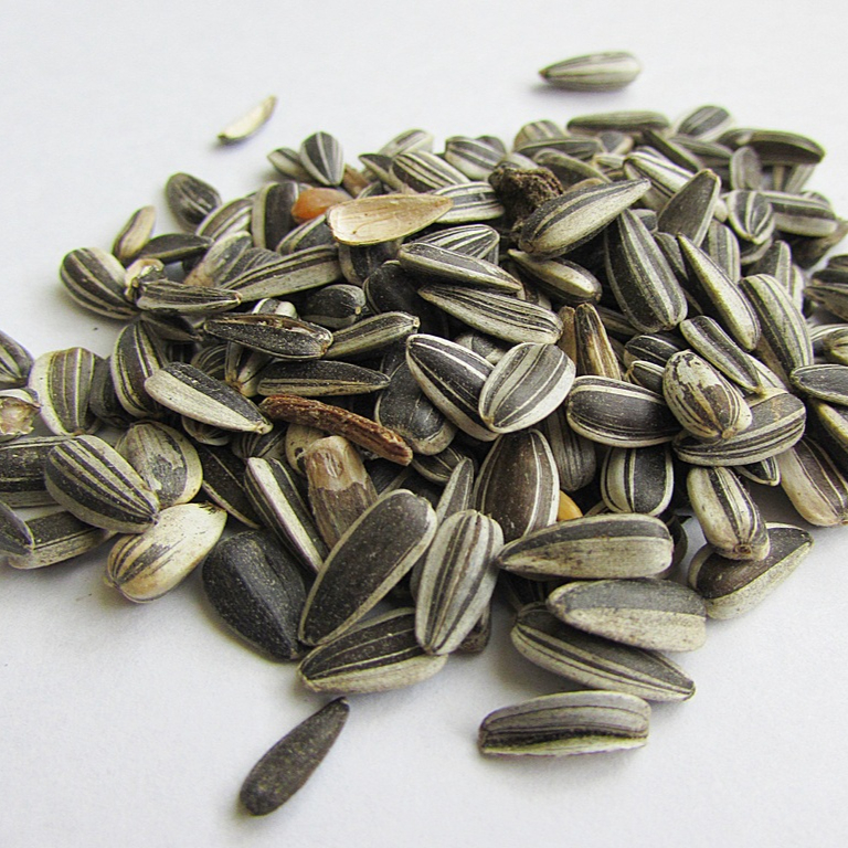 plant-flower-food-produce-cuisine-shell-771822-pxhere.com-resized.jpg