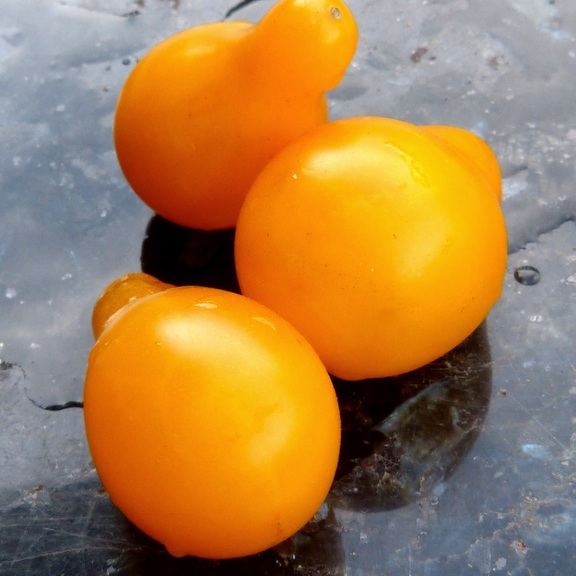 plant-fruit-flower-food-produce-vegetable-1066993-pxhere.com-resized.jpg