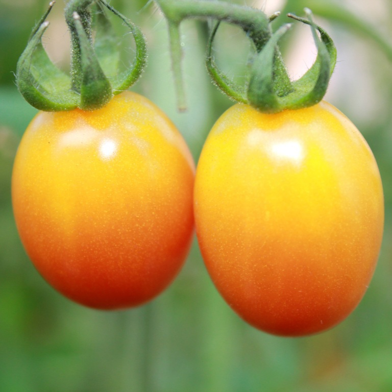 plant-fruit-flower-summer-food-produce-1171477-pxhere.com-resized.jpg