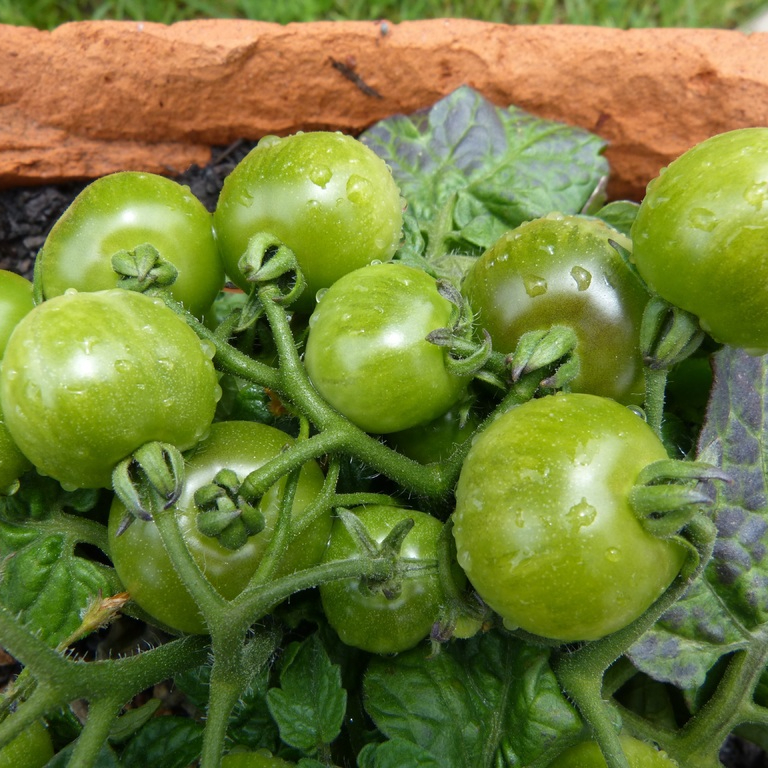 plant-fruit-food-produce-vegetable-tomato-725703-pxhere.com-resized.jpg