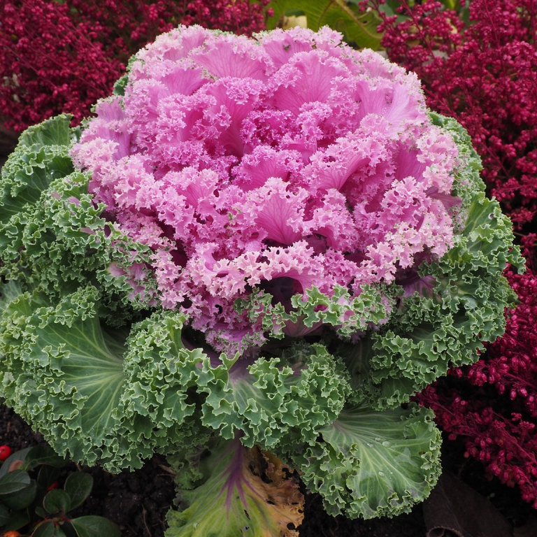 plant-leaf-flower-purple-green-botany-1074764-pxhere.com-resized.jpg